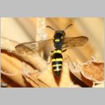 Symmorphus gracilis - Lehmwespe 08b 9mm mit Larve fdet11.jpg